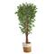 6ft. Variegated Ficus Tree in Handmade Natural Jute & Cotton Planter